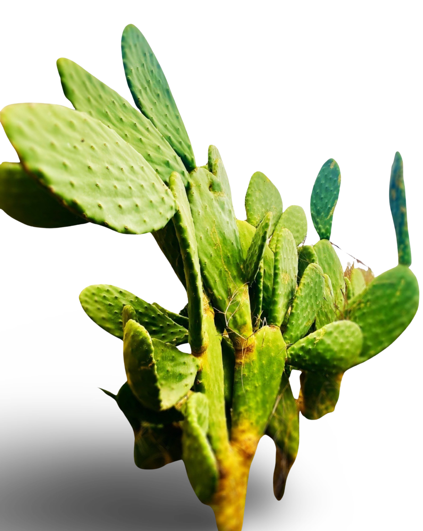 Opuntia Ficus Indica Nopales Plant by Finca.Garden