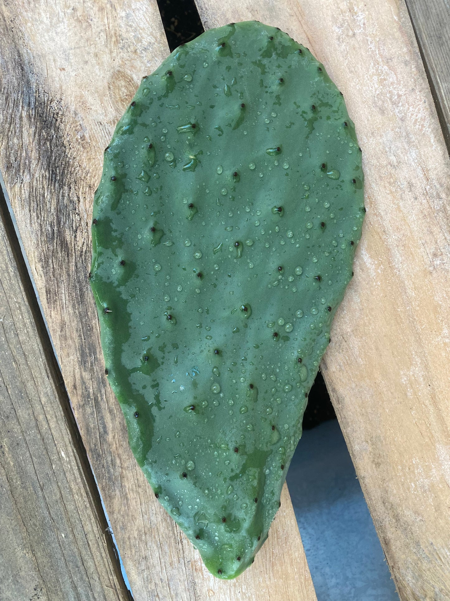 Opuntia Ficus Indica Nopales Plant by Finca.Garden