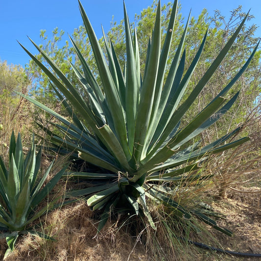 Agave Americana Xscaping Landscaping