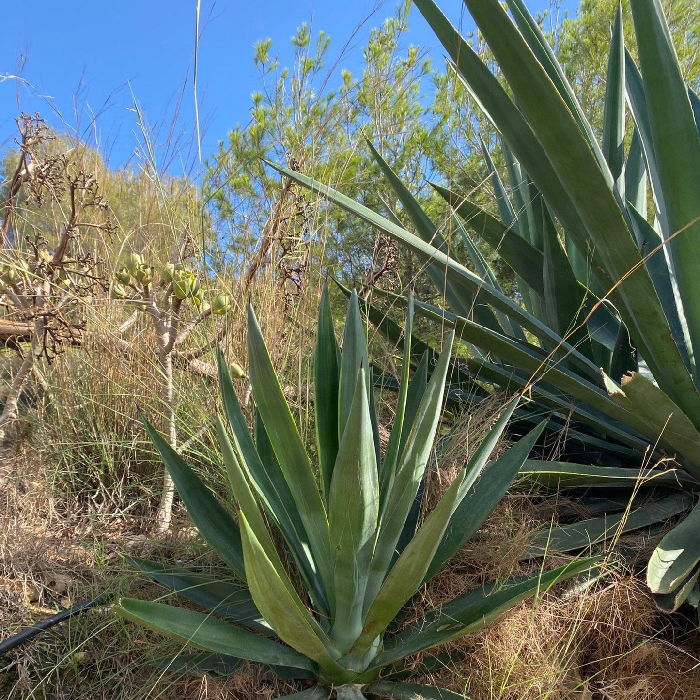 A Blue Agave Americana - Centenary Agave