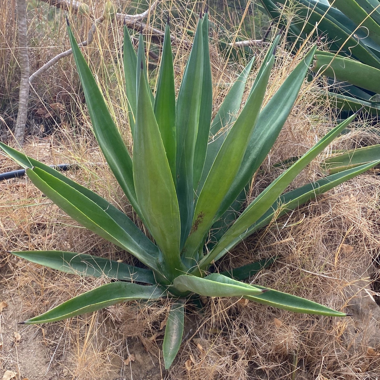 Blue Agave Americana Xscaping Landscaping