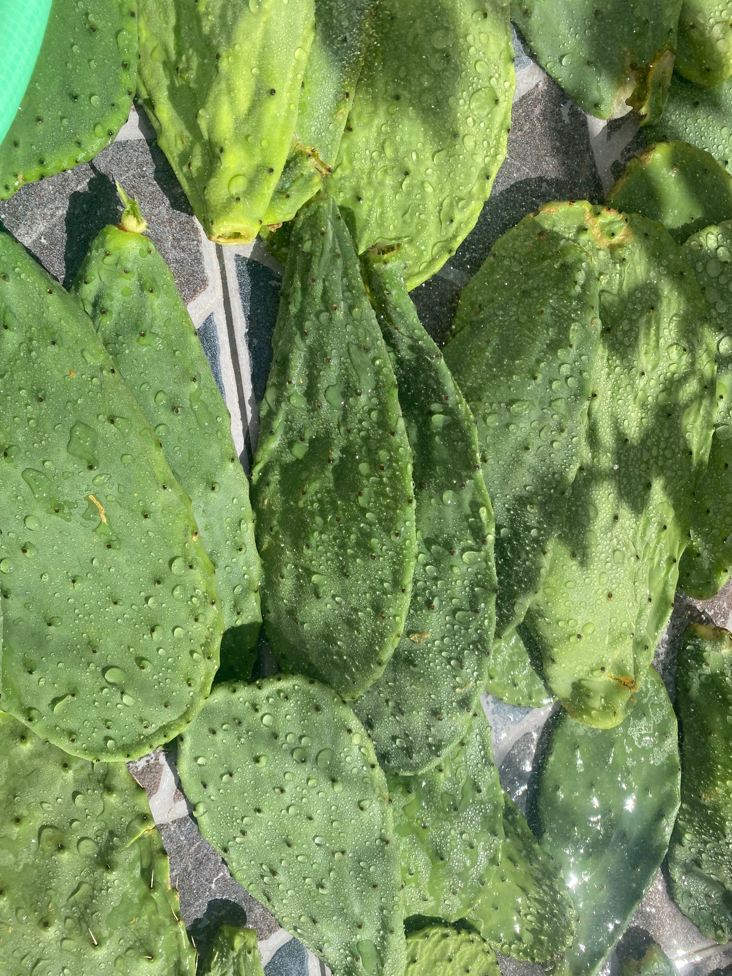 Opuntia Ficus Indica Nopales Plant by Finca.Garden