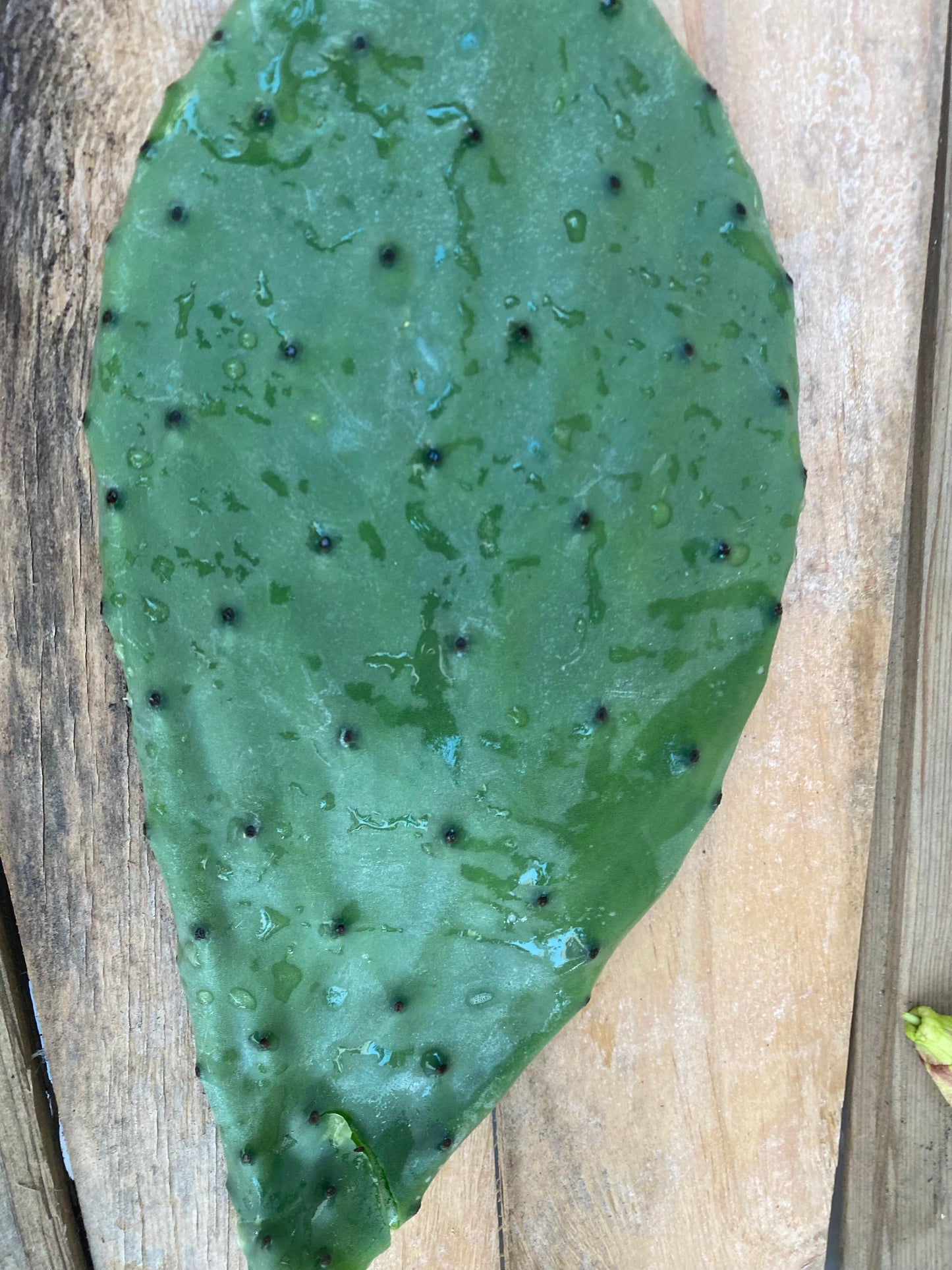 Opuntia Ficus Indica Nopales Plant by Finca.Garden