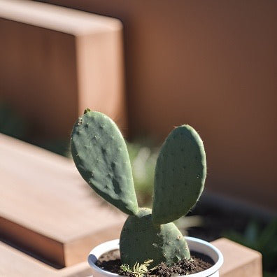 Opuntia Ficus Indica Nopales Plant by Finca.Garden