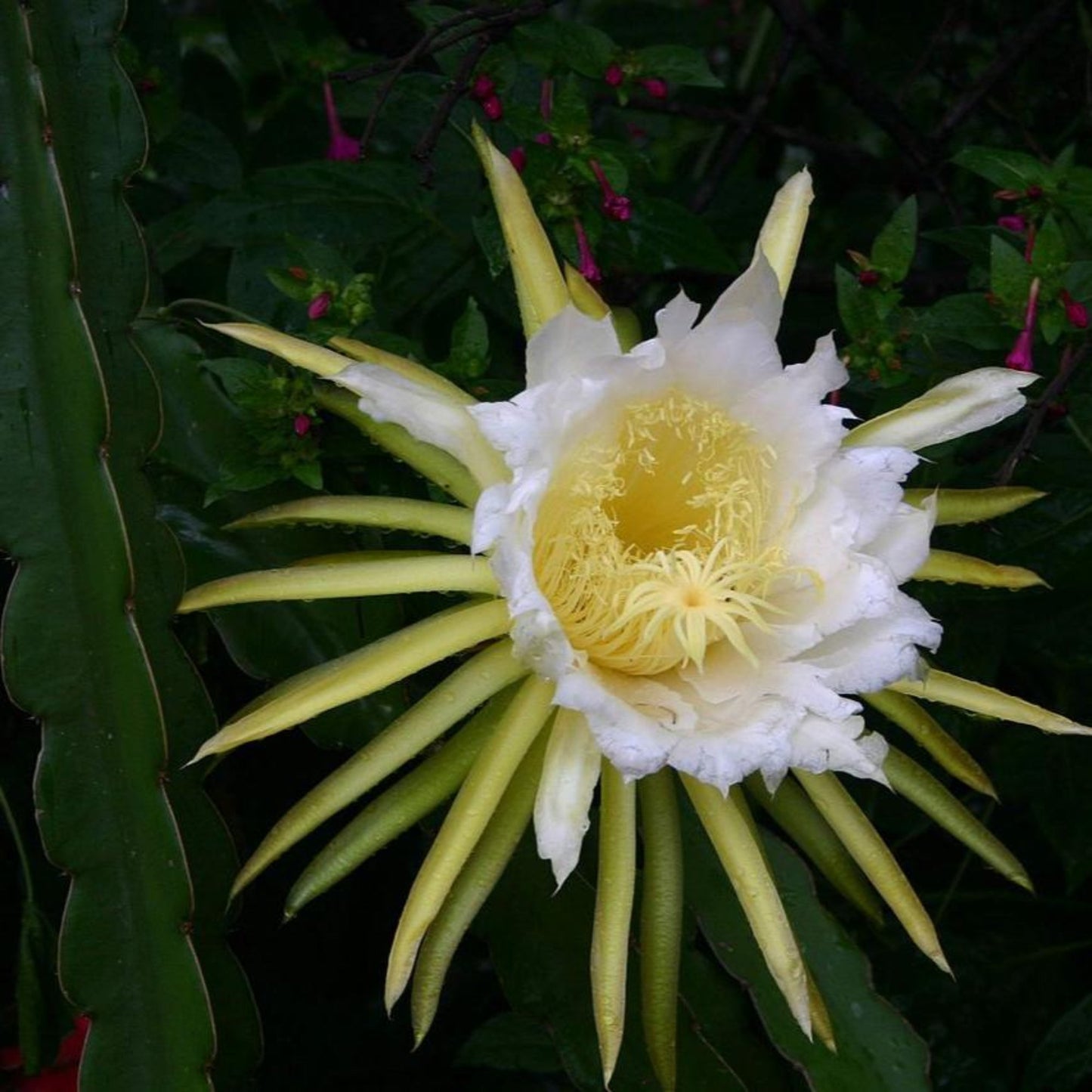 Pitaya Flower Dragon Fruit Plant