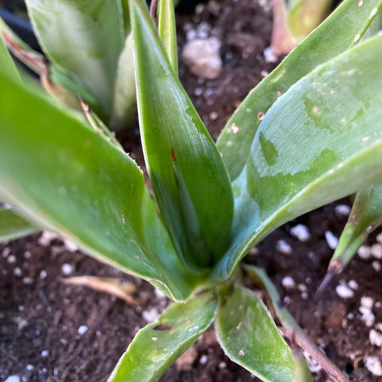 Agave Americana Finca Garden