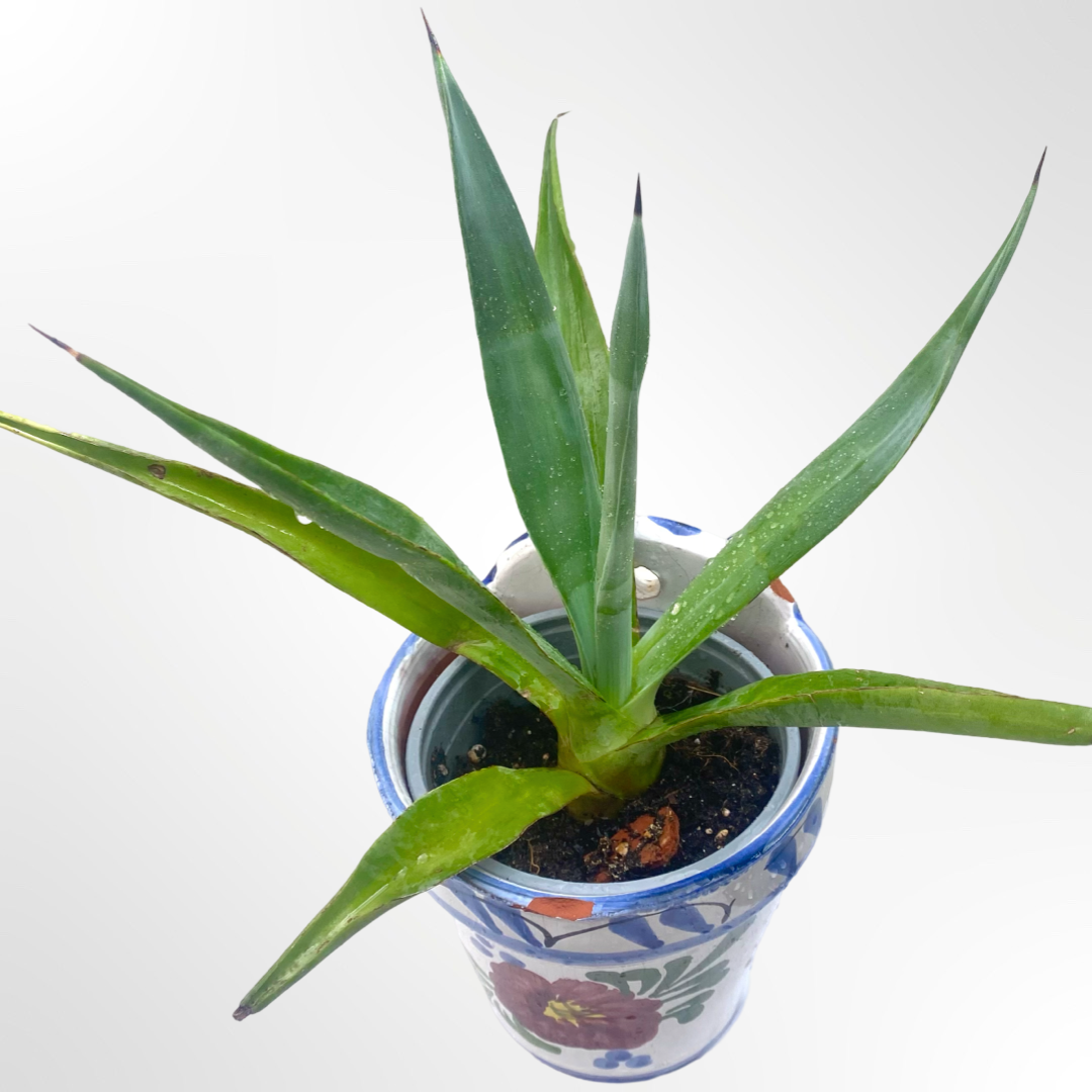 A Blue Agave Americana - Centenary Agave